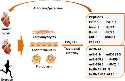 Novel Mechanisms of Exercise-Induced Cardioprotective Factors in Myocardial Infarction